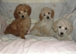 Red,gold,chocolate,black,yellow and white Standard,Miniature and toy Poodles