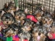 Yorkies Make Your Heart Pleasing one of my puppies