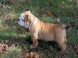 Affordable English bulldog puppies for Adoption in USA. 862 243-8086