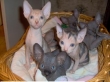 Adorable Sphynx Kittens Available ..