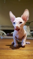 Sphynx kitten for sale