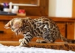 Vaccinated Bengal kittens looking for a family