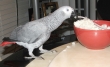 Red Tail Congo African Grey Parrots