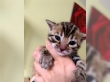 Super bengal kittens available .