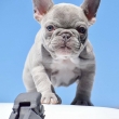 White ,Brown and Blu French Bulldog puppies for sale