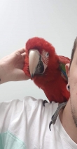 greenwings macaws for adoption