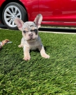 French Bulldog Puppies for rehoming
