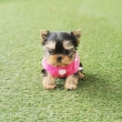 Miniature Yorkie Puppies For Sale