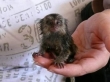 Marmosets Monkeys Available Now for adoption