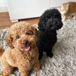 Sweet,playful and gorgeous toy poodles for rehoming