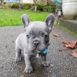 French bulldog puppies available for rehoming