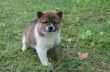 SHIBA INU PUPPIES AVAILABLE FOR SALE