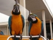 Blue and Gold Macaw Parrots For Sale