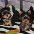 Adorable Yorkshire Terrier Puppies for Sale