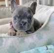 Ready French bulldog puppies for rehoming