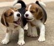 Beagle puppies for rehoming