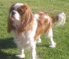 Healthy and adorable Cavalier King Charles pups for adoption.