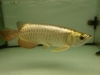 24k golden cross back arowana fish