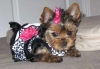 Healthy Tea Cup Yorkshire Terrier Puppies For Adoption!!!!!!!!!