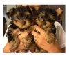  Cute  and Adorable Tea Cup  Yorkie  Puppies For Adoption