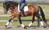 This-is-your-next-sport-horse-prospect-