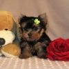   Adorable yorkie puppy for rehoming 
