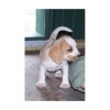 cute and adoraable male beagle puppy for adoption