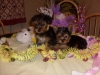 Magnificent Yorkie puppies available now