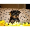 Adorable lovely male and female yorkie puppies for adoption