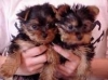 Cute Adorable Teacup Yorkie Puppies For Adoption and good addition