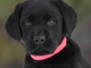 Gorgeous Black Labrador Puppies