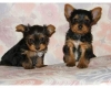 Magnificent Yorkie puppies available now
