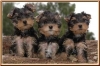 LIL CUTE PLAYFUL HEALTHY YORKIE PUPPIES 