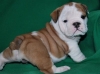 Adorable English Bulldog puppies Available 