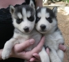 Healthy Babies Siberian Husky Puppies For Any loving Home ?