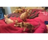 adorable sphynxs kittens for sale