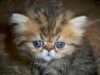 LUXURIOUS, BEAUTIFUL, HEALTHY, PEDIGREED PERSIAN kitten for sale