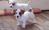Cute jack Russell Puppies male and female for Adoption