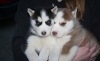 Adorable and healthy cute Siberian husky  puppies for sale