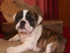 Champion Bloodline English Bulldog puppies now available.